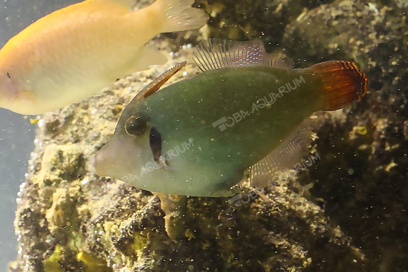 ニシキカワハギ - 生きもの図鑑 鳥羽水族館